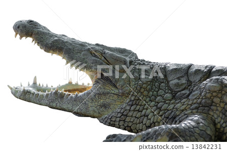 American crocodile with open mouth 13842231