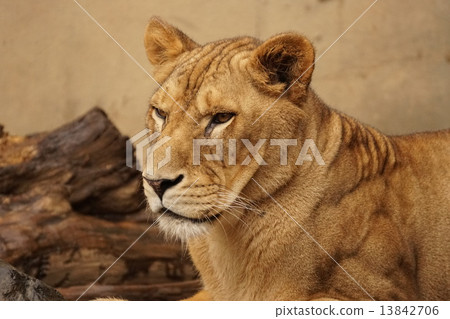 Female lion Female lion 13842706