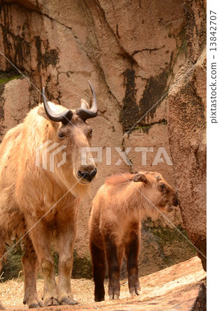 Golden Takin Golden Takin 13842707