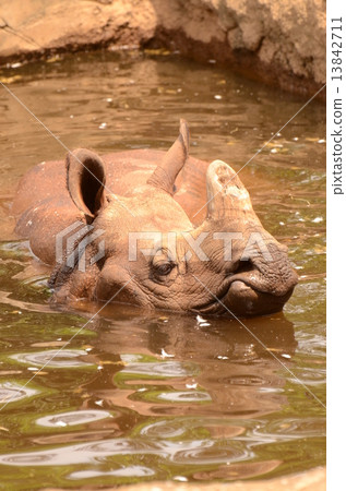 印度戒指 13842711