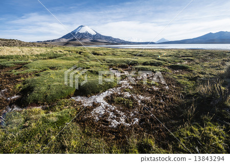 Snow capped Parinacota Volcano reflected in Lake Chungara, Chile 13843294