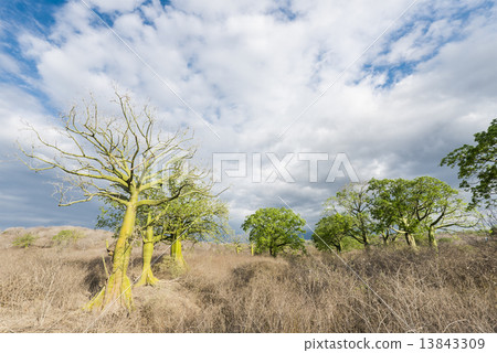 Giant ceiba trees grows up in sunny coast of Ecuador Giant ceiba trees grows up in sunny coast of Ecuador 13843309