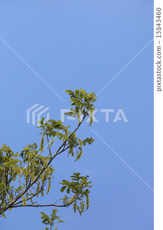 Fruit of Sawagurumi and blue sky 13843460