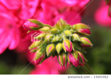 紅色花和早晨露水的Zelaume芽 13843462