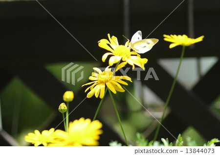 蝴蝶和朱利葉斯雛菊 13844073