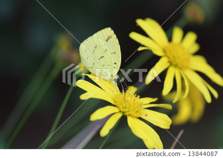 猴子和Lilypus雛菊 13844087