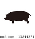 Pig pig animals cut picture 13844271