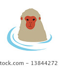 Monkey monkey animal 13844272