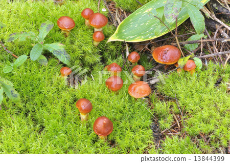 Hanaiguchi Hanaiguchi 13844399