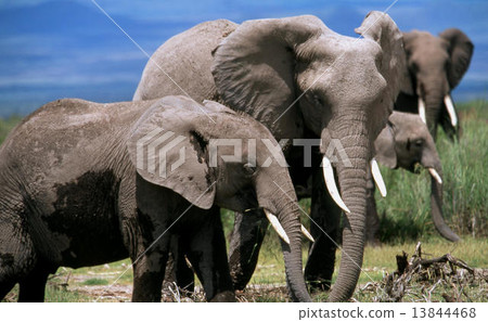 非洲大象 13844468