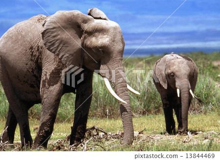 非洲大象 13844469