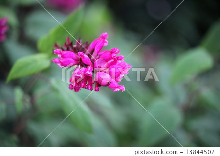 玫瑰葉鼠尾草 玫瑰葉鼠尾草 13844502