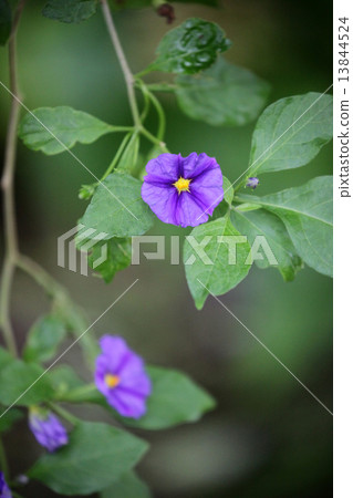 紫茄花 13844524