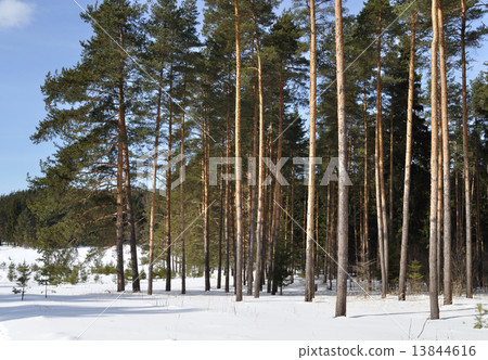 Pine forest in winter time Pine forest in winter time 13844616