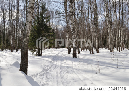 Ski track in winter birch forest 13844618