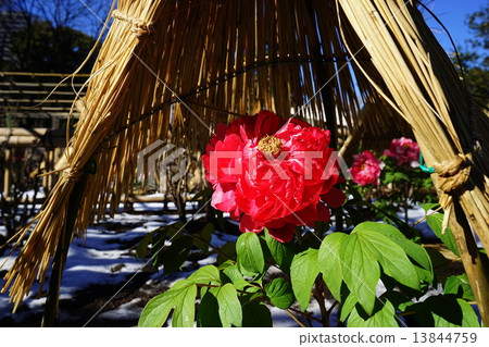 January flower button · Button department 118 cold button · Ueno Toshogu Shrine 13844759