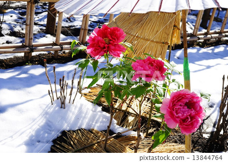 January Flower Button · Button Department 123 Cold Button · Ueno Toshogu Shrine 13844764