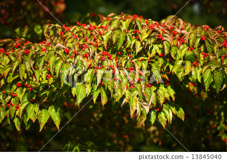 Red berries of dogwood 13845040