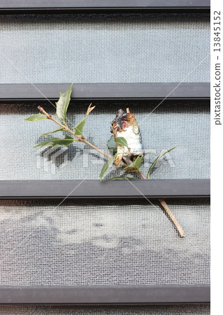 Also carefully at Setsubun Hirogaru Karate 13845152