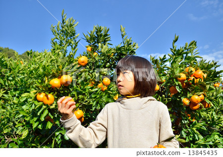 狩獵橘子的女孩 13845435