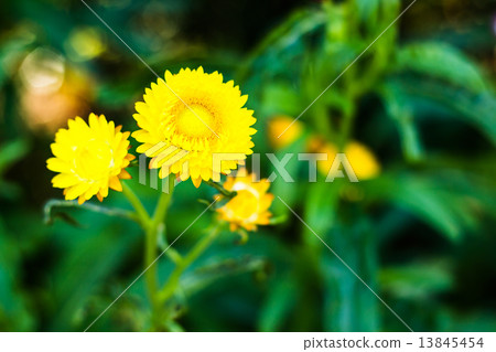 Bracted Strawflower,Paper Daisy,Everlasting Daisy 13845454