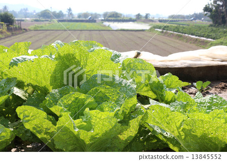 蔬菜種植在有機農場 蔬菜種植在有機農場 13845552