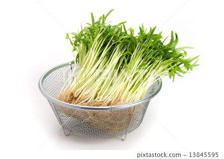 Sprout of the sky heart dish 13845595