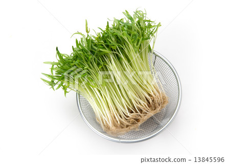 Sprout of the sky heart dish 13845596