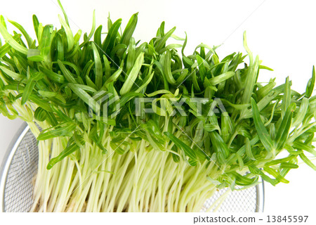 Sprout of the sky heart dish 13845597