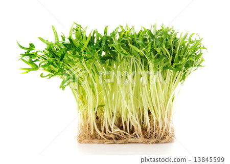 天空心臟盤的新芽 13845599