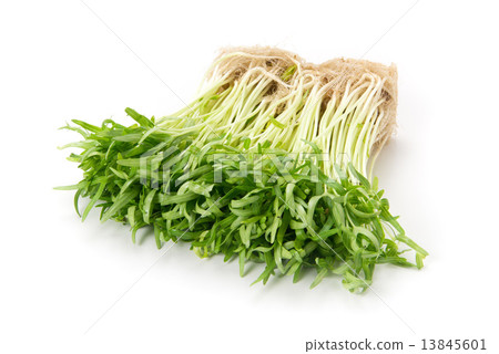 天空心臟盤的新芽 天空心臟盤的新芽 13845601