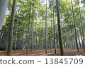  Bamboo grove 13845709