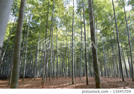  竹林 13845709