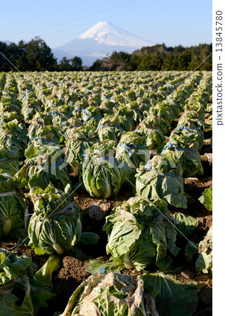 大白菜頭 大白菜頭 13845780