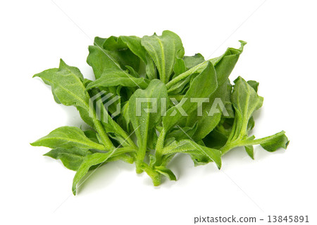 Ice plant 13845891