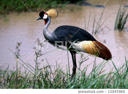 Kamuri crane 13845968