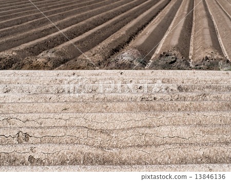 potato field potato field 13846136