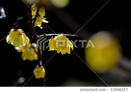 Wax plum Wax plum 13846257
