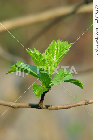 Spring leaves Spring leaves 13846277