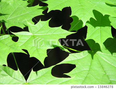 Green maple 13846278