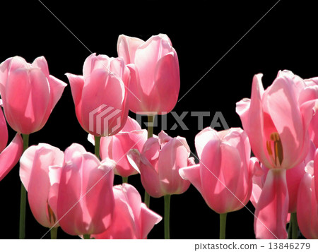 Pink tulips 13846279