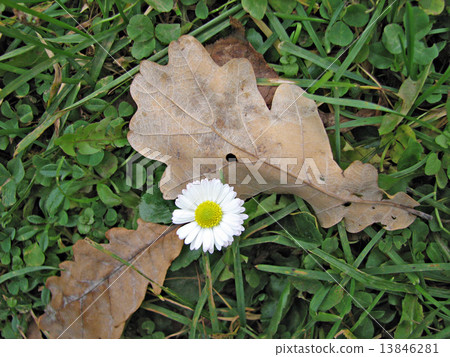 Autumn flower Autumn flower 13846281