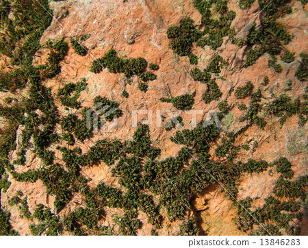 Brick with moss 13846283