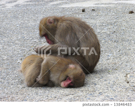 Awaji Island Monkey Center 13846483