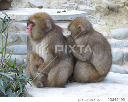 Awaji Island Monkey Center 13846493