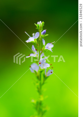 Common Speedwell, Psyllidaceae, Europe Common Speedwell, Psyllidaceae, Europe 13846529