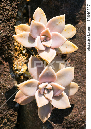 Graptopetalum·Paraguainse,Rougetsu,Benged家族,拉丁美洲(墨西哥) Graptopetalum·Paraguainse,Rougetsu,Benged家族,拉丁美洲(墨西哥) 13846537