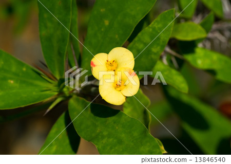 Hanaquilin，大戟科，馬達加斯加 13846540