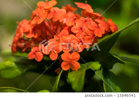 一種桑塔卡,東南亞,茜草科 一種桑塔卡,東南亞,茜草科 13846541