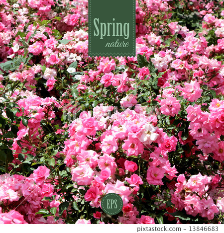 Spring nature background with pink roses 13846683